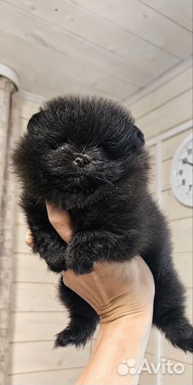 Померанский шпиц