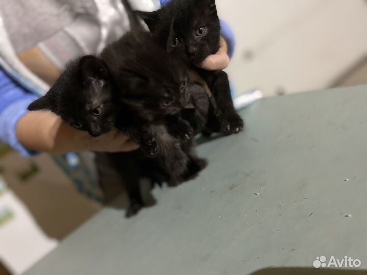 Котята в добрые руки приучены к лотку