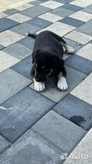 Собаки бесплатно в добрые руки