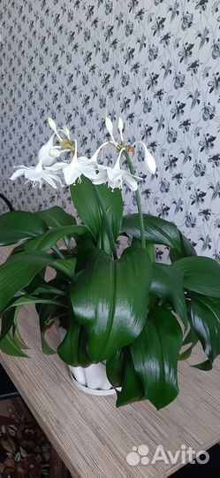 Эухарис амазонская лилия