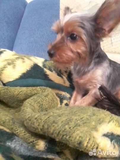 Йоркширский терьер мини