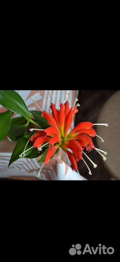 Эсхинантус, Аихризон, Пилеи, Переския