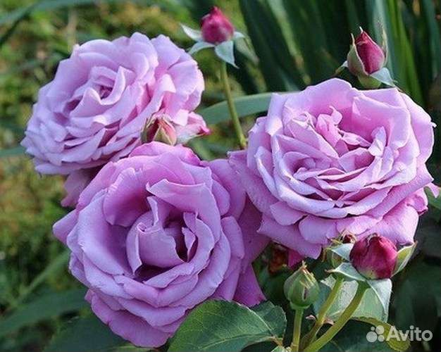 Саженцы розы Шарль дэ Голь