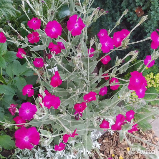 Многолетние цветы и кустарники