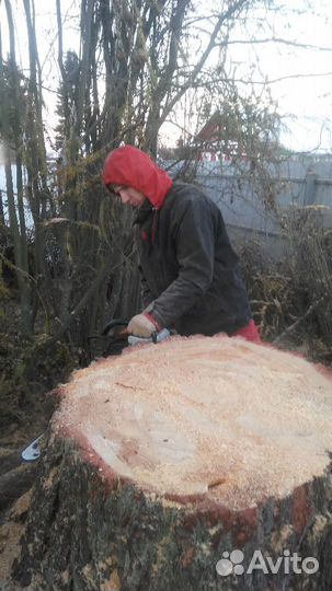 Удаление деревьев. Спил аварийного дерева