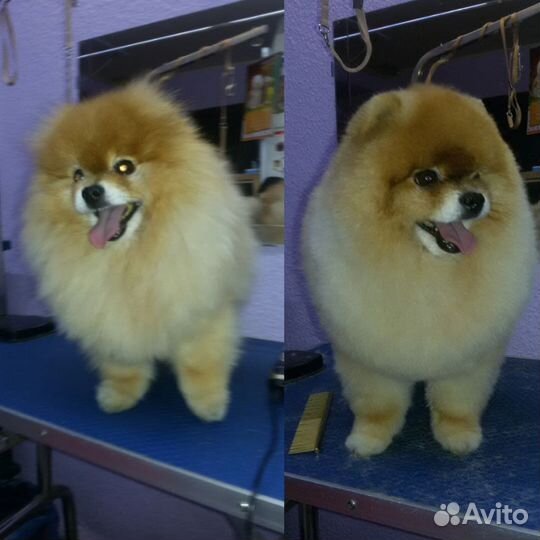 Стрижка собак и кошек