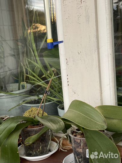 Орхидея фаленопсис