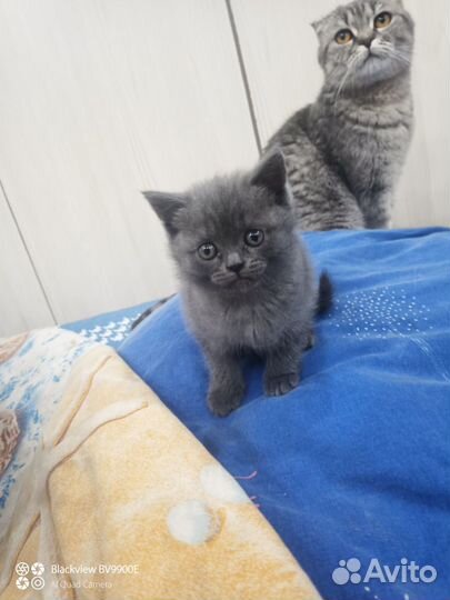 Продам котенка британца, девочку