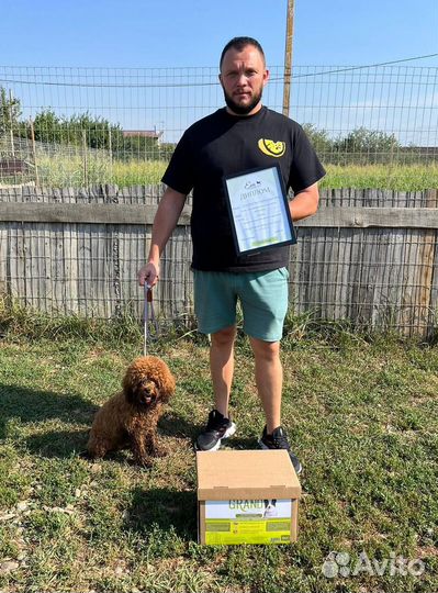 Дрессировка собак с проживанием