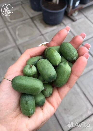 Актинидия обоеполая Иссаи саженцы