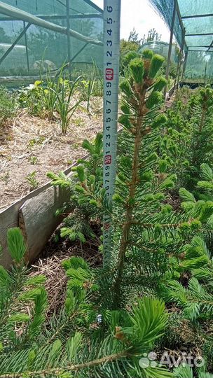 Ель колючая Глаука ф. голубая