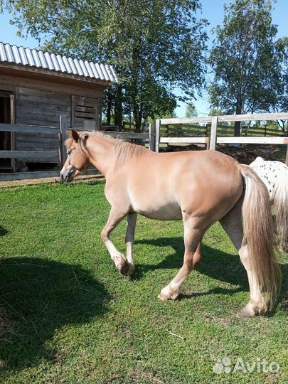 Пони, лошади