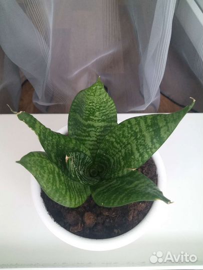 Сансевиерия