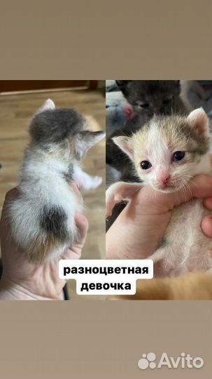 Котята в добрые руки бесплатно