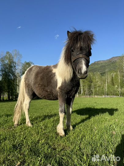 Шетлендский пони