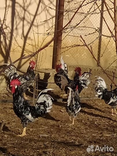 Инкубационные яйца и петухи