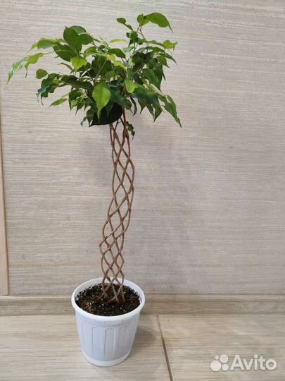 Фикус бенджамина