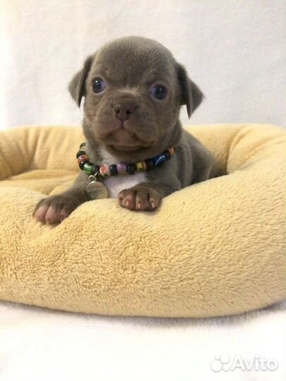 Щенки чихуахуа лиловые