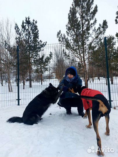 Услуги кинолога