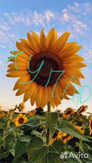 Семечка Калибровка подсолнух