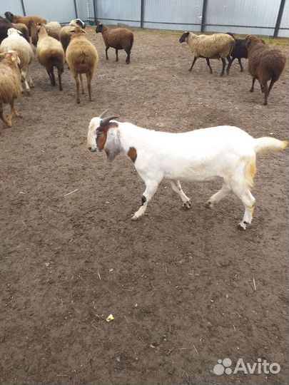 Баран на мясо или племя овца с ягненком