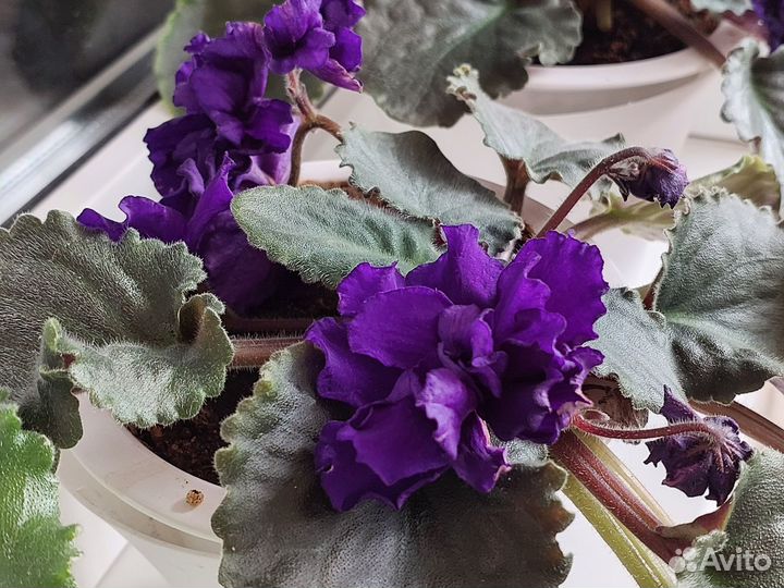 Продам фиалки