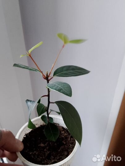 Лавровый лист, лавр благородный