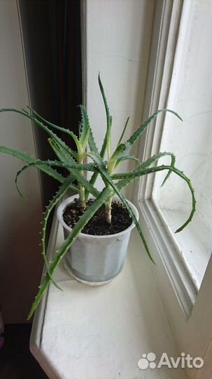 Алоэ,лекарственное,4 года