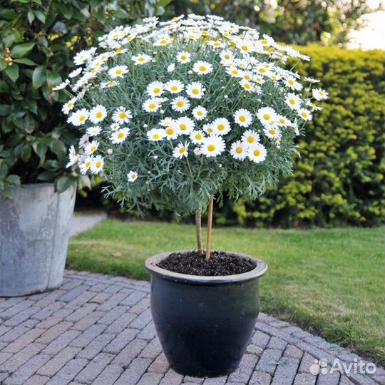 Аргирантемум