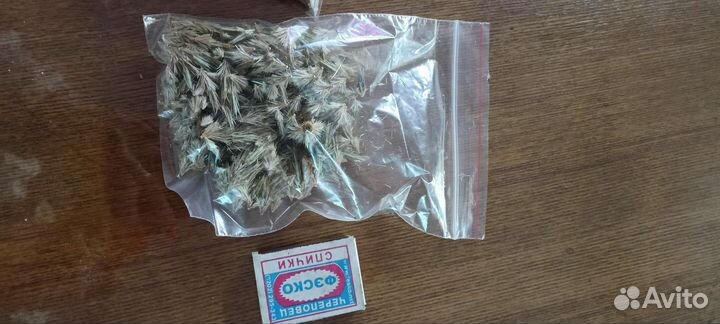 Мордовник шароголовый