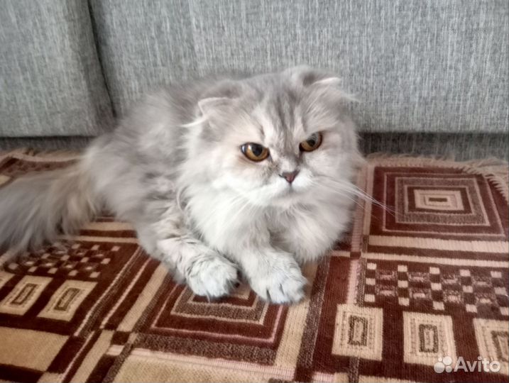 Отдам кошечку
