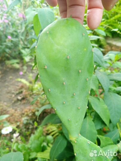 Кактус опунция