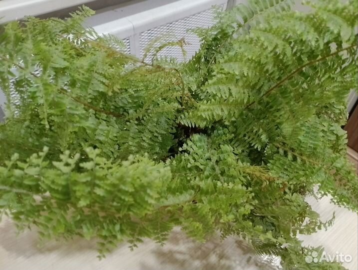 Папоротник нефролепис и кактус