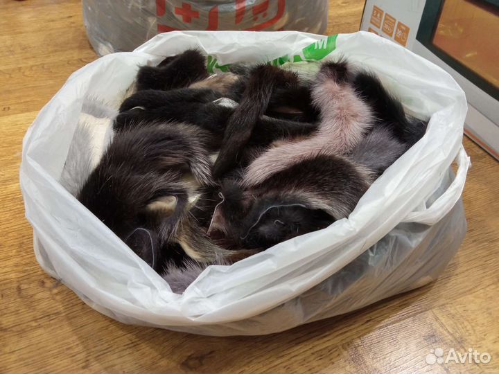 Хвост норки микс