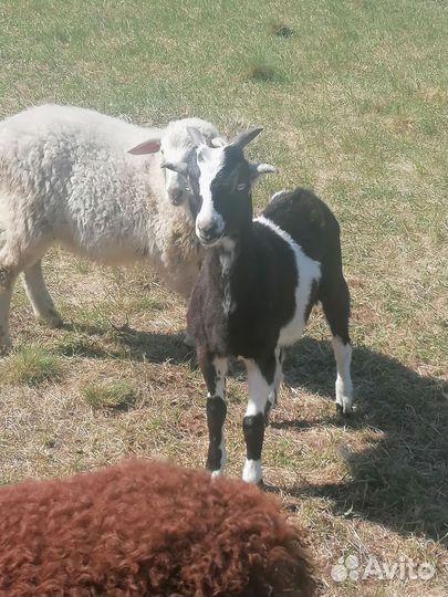 Козел, козлик Ламанча