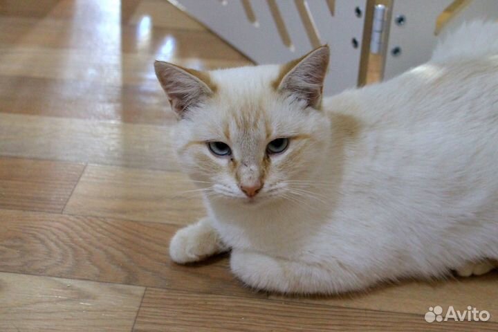 Коасивая молодая кошка в добрые руки