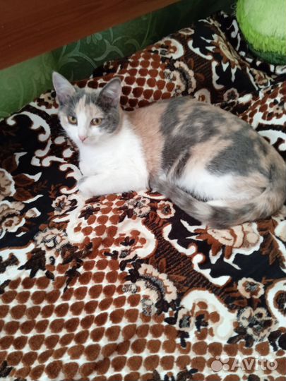 Кошки в добрые руки