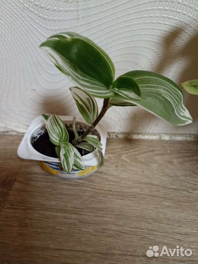 Традесканция