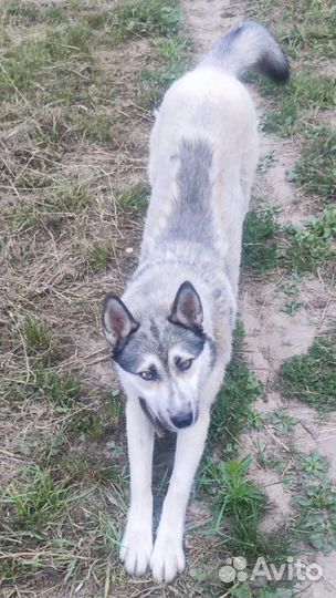 Сибирский хаски