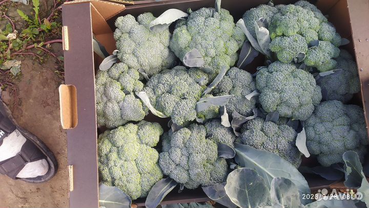 Цветная капуста и Брокколи пекинская капуста