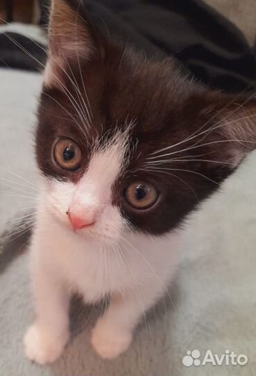 Котёнок в добрый руки