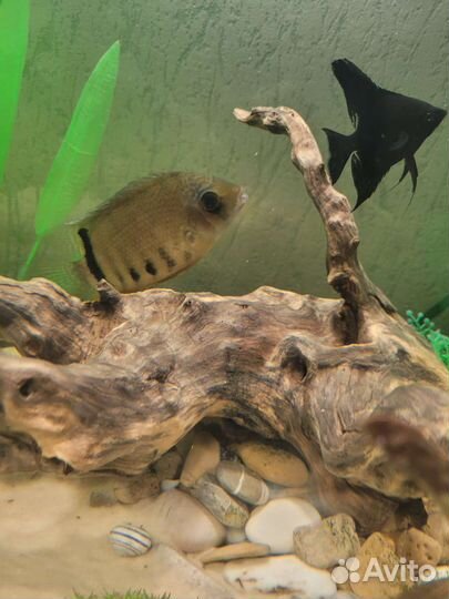 Аквариумные рыбки