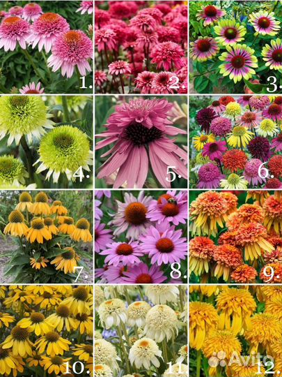 Корневища эхинацеи Голландия