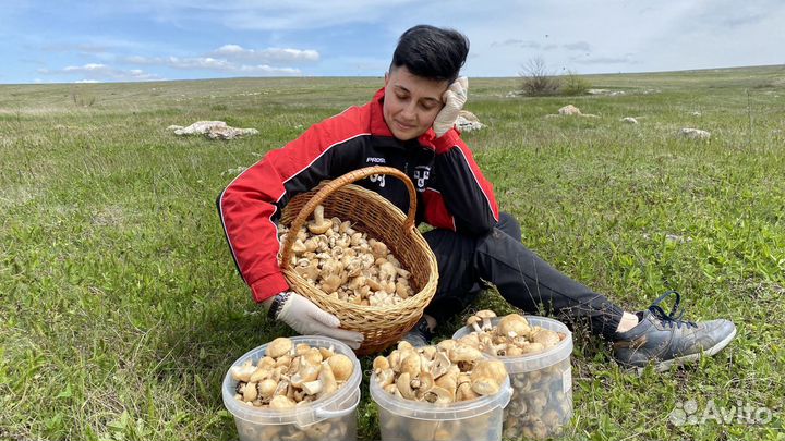 Грибы свежие