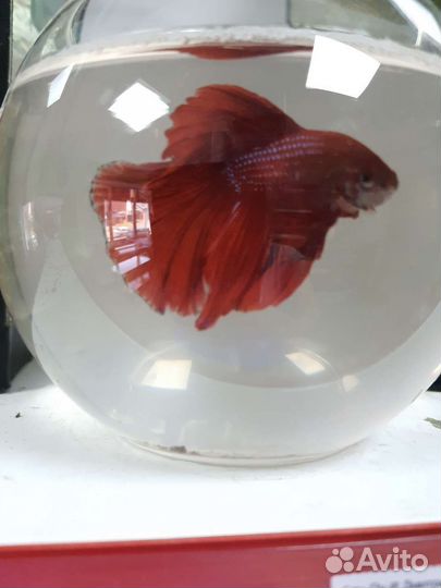 Рыбка петушок