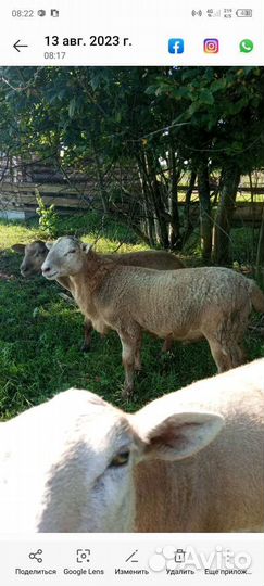 Катумский баран