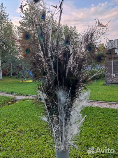 Перья Павлина индийского Синего и Белого