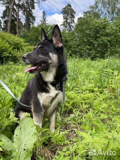 Хаски бесплатно