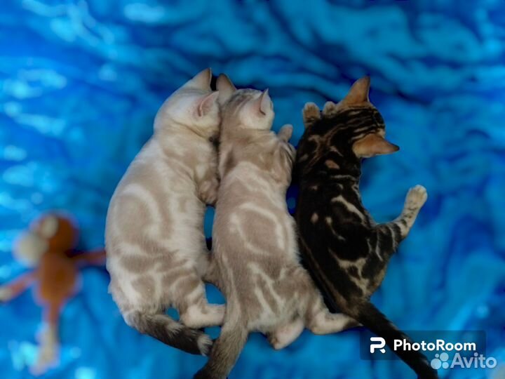 Бенгальские котята клубные с документами