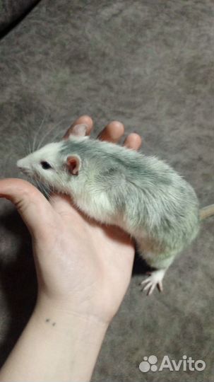 Декоративная крыса